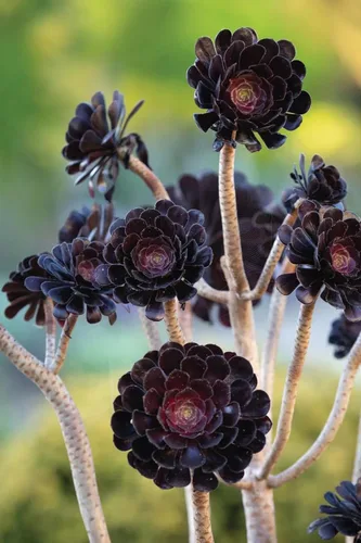 Planta Aeonium de fácil cuidado en maceta viva de 4 pulgadas, plantas suculentas raras vivas, bien enraizadas, plantas de interior de fácil cuidado