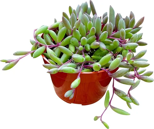 Miniatura 6 de Suculenta Viva Othonna Capensis Collar de Rubí de 4 pulgadas, Plantas Suculentas Vivas, Plantas Suculentas Totalmente Enraizadas, Planta