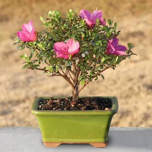 Miniatura 5 de Brussel's Bonsai Live Satsuki Azalea - Árbol bonsái con flores – Pequeño, 5 años, 5 a 8 pulgadas – Bonsai al aire libre en maceta de cerámica