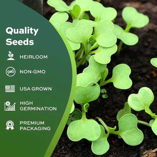 Miniatura 4 de 1000 semillas de mostaza tatsoi Black Knight para plantar – semillas autóctonas, sin OMG, verdes asiáticos cultivados en EE. UU. con empaque premium