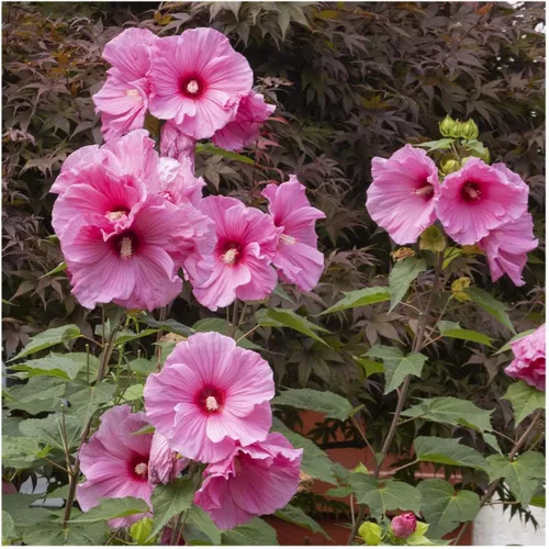 Miniatura 3 de Everwilde Farms - Semillas de flores silvestres nativas de malva de pantano de 1 onza - Gold Vault