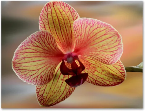 Miniatura 7 de Small World Greetings - Tarjetas de felicitación de orquídeas, 24 unidades, fotografía de orquídeas reales, interior en blanco con sobres, tamaño A2