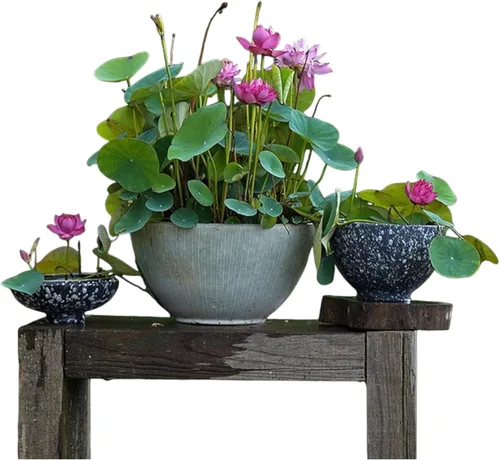 12 piezas de semillas de loto de colores mixtos rosa, rojo y verde para plantar hermosas plantas acuáticas para bonsáis de interior, estanques al