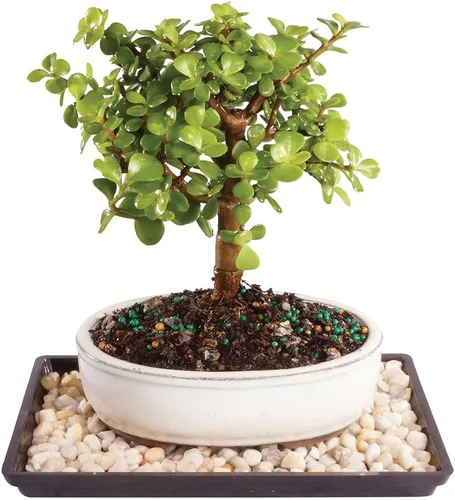 Brussel's Bonsai Árbol bonsái de jade enano vivo, para interiores, pequeño, 3 años de edad, 5 a 8 pulgadas de alto, maceta decorativa de cerámica
