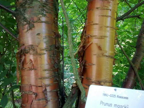 Miniatura 3 de Amur Chokecherry Semillas de árbol para plantar - 30 semillas - Prunus maackii, apreciado por ella Corteza de aspecto exótico
