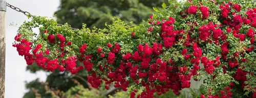 Miniatura 5 de Más de 100 semillas de rosas rojas trepadoras para plantar al aire libre, flores ornamentales trepadoras, arbustos de rosa, trepador de vid de larga