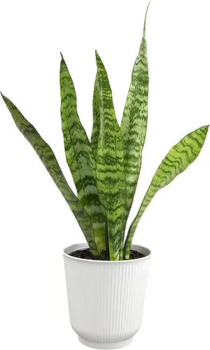 Miniatura 15 de Planta de serpiente viva, Sansevieria Zeylanica, planta de interior en maceta, planta de lengua de suegra Sansevieria viva, planta suculenta en Olla