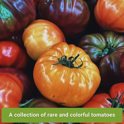 Miniatura 3 de Sow Right Seeds - Colección rara de semillas de tomate autóctono colorido para plantar - Cherokee Green, Black Krim, Hillbilly, Black Beauty