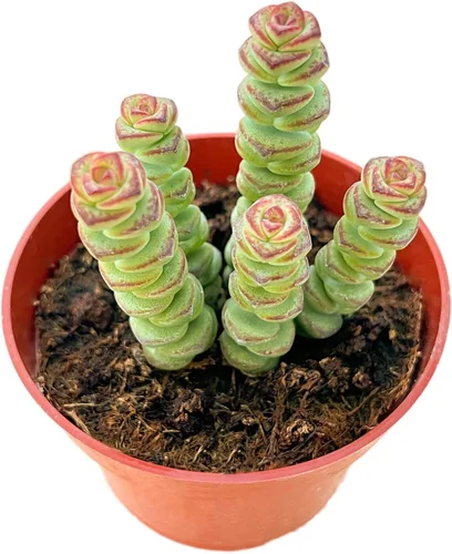 Miniatura 11 de Suculentas vivas Othonna Capensis Collar de Rubí (4 pulgadas), plantas suculentas totalmente enraizadas en macetas con tierra, planta