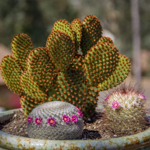 Miniatura 7 de Altman Plants - Colección de cactus surtidos para jardines, contenedores o regalos