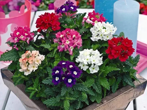 Miniatura 5 de Verbena Mix Hierba de la Cruz Flores Anuales para Plantar