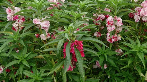 Miniatura 7 de Semillas Balsam Camellia Flowered Mix - Impatiens balsamina - Flores anuales para plantar - Sin OGM
