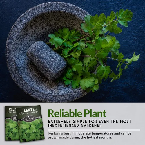 Miniatura 4 de Semillas de cilantro para plantar Hierba de cilantro sin OMG Cultivo de jardín interior y exterior Cosecha confiable de crecimiento rápido