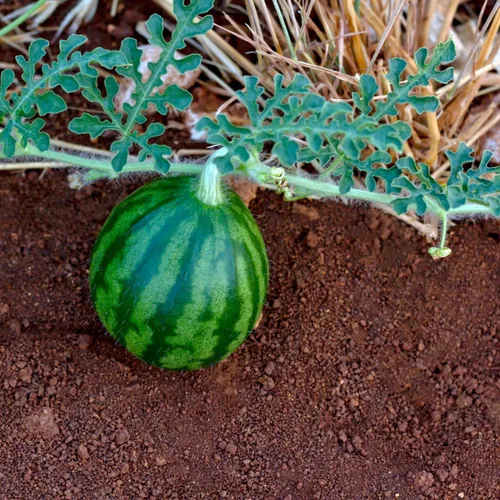 Miniatura 6 de Brownie Brand Sugar Baby - Semillas de sandía – Variedad de melón dulce, compacta y de alto rendimiento para jardinería en el hogar – Perfecto
