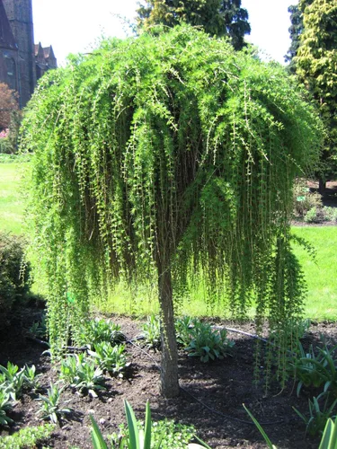 Miniatura 3 de 1233-Semillas de alerce llorón enano (Larix Decidua 'Pendula') de Robsrareandgiantseeds UPC0764425789161 Sin OMG, orgánico, cultivador de EE. UU.