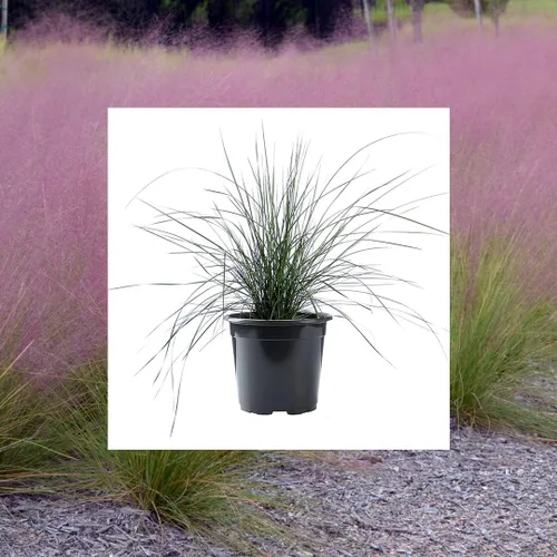 American Plant Exchange Planta de hierba Muhly rosa – Maceta de 6 pulgadas – Hierba ornamental viva con elegantes plumas de floración, impresionante
