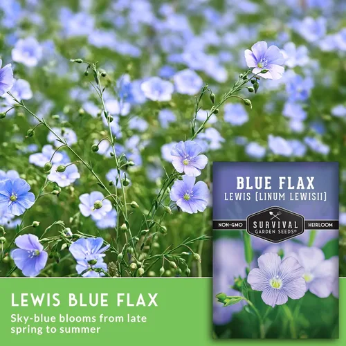 Miniatura 4 de Lewis - Semillas de lino azul para plantar, planta y cultiva flores silvestres nativas perennes tolerantes a la sequía para el jardín de tu hogar