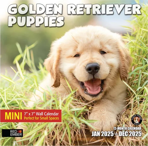 Miniatura 26 de RED EMBER Golden Retriever Puppies - Calendario de pared 2026 de 12 meses 12 x 24 pulgadas abierto Papel grueso y resistente Regalo