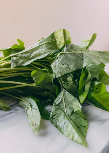 Miniatura 6 de Gaea's Blessing Semillas Ong Choy Seeds - Kong Xin CAI Kangkong - Semillas sin OMG con instrucciones de plantación fáciles de seguir 94% de tasa