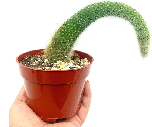 Cactus de cola de mono de 4 pulgadas (Cleistocactus Colademonis) - Fácil de cultivar en interiores/exteriores, luz solar indirecta. Suelo bien