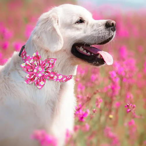 Miniatura 2 de Collar de perro rosa Daisy lindos collares de perro con moño de flores para perros pequeños, medianos y grandes Opciones de color floral rosa