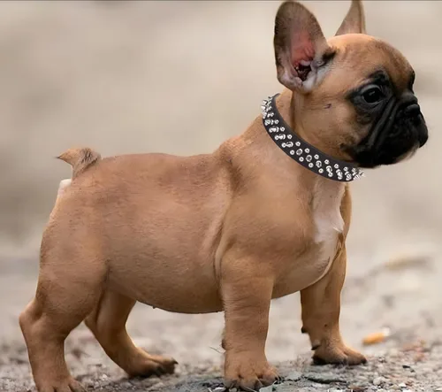 Miniatura 2 de Serijoars Collar para perro con clavos, de piel sintética suave con remaches de hongos, collar ajustable para cachorros (L, Rojo)