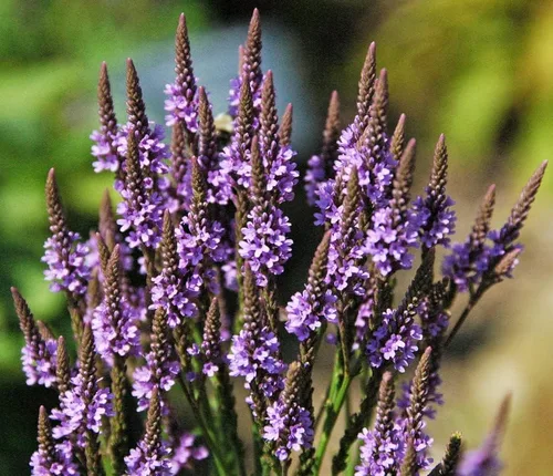 Miniatura 2 de Planta de verbena azul, hierba de verbena en maceta 4 inc. para plantar al aire libre en interiores de tu jardín