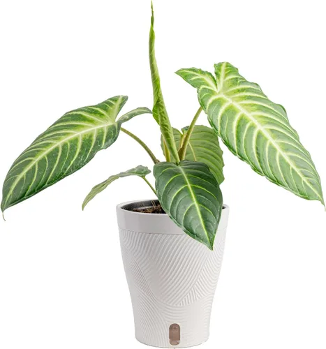 Miniatura 18 de Costa Farms – Planta de Pothos Albo Variegado viva en maceta auto-regante, purificadora de aire para interior, perfecta para decoración del hogar