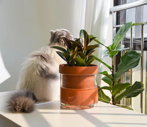 Miniatura 2 de Maceta Phoenix Vine de 6 Pulgadas con Riego Automático, Maceta de Arcilla Terracota con Reservario de Vidrio para Plantas de Interior, Hierbas