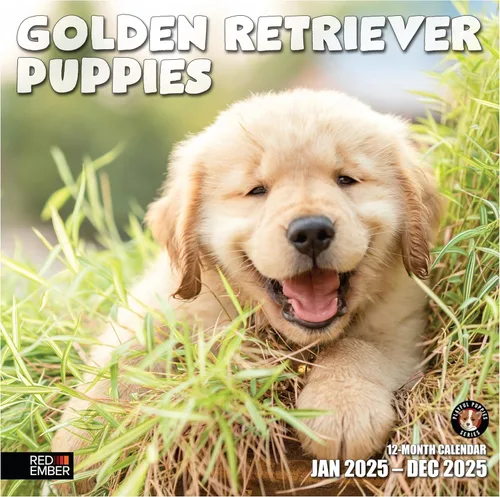 Miniatura 36 de RED EMBER Golden Retriever Puppies - Calendario de pared 2026 de 12 meses 12 x 24 pulgadas abierto Papel grueso y resistente Regalo