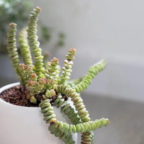 Miniatura 9 de Caja de suculentas Colección única de suculentas de Crassula vivas, fáciles de cultivar, planta de interior para el hogar, totalmente enraizadas