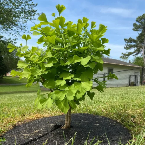 Plántula viva de árbol de ginkgo biloba de 6 a 12 pulgadas en maceta de cuarto de galón, planta de árbol de ginkgo, árboles de gingko vivos,