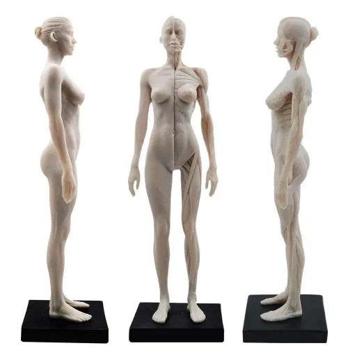 Miniatura 7 de Modelo anatómico musculoesquelético global de cuerpo humano de 11 pulgadas para estudio y enseñanza (hembra)
