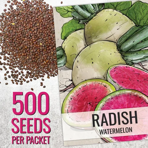 Miniatura 3 de Seed Needs Semillas de rábano para plantar rábanos sandía, reliquia sin OMG y sin tratar, cultiva un huerto cultivado en casa, cultivos para clima