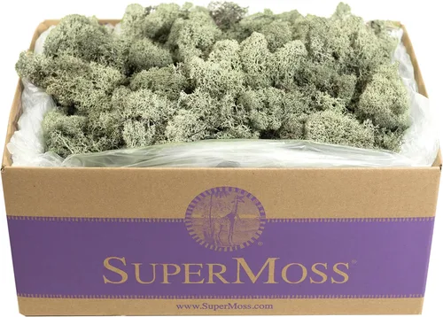 Miniatura 7 de Super Moss 21669 - Musgo de reno preservado, Chartreuse, 8 onzas (200 pulgadas cúbicas)