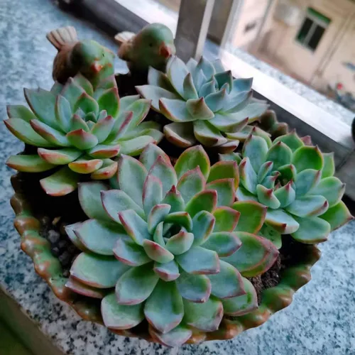 Miniatura 4 de NWFashion - Maceta divertida con diseño especial para jardín, suculentas, de 6 pulgadas, para interior y exterior (pájaro)