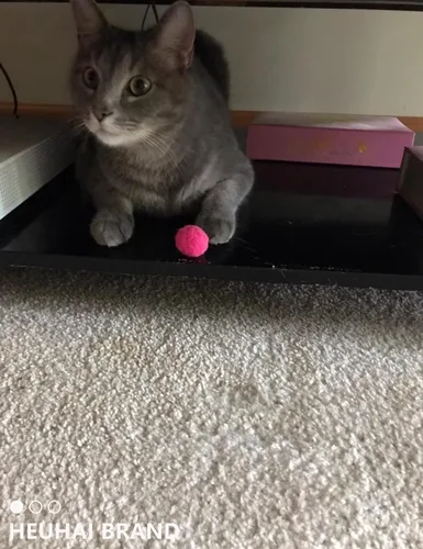 Miniatura 4 de Paquete de 40 pelotas para gatos - Divertidos juguetes interactivos para gatos y gatitos de interior (tiempo de juego)