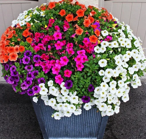Más de 300 semillas de petunia enana colgantes, color arcoíris mixto, bonsái, flores de grandiflora, semillas de reliquia, sin OMG, para interiores