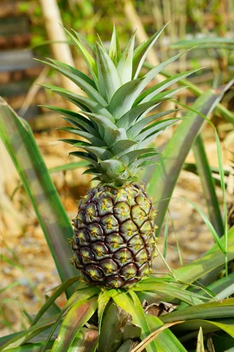 Miniatura 3 de Planta de piña - Planta viva en una maceta de cultivo de 4 pulgadas - Ananas Comosus - Árboles frutales de inicio listos para el patio y el jardín
