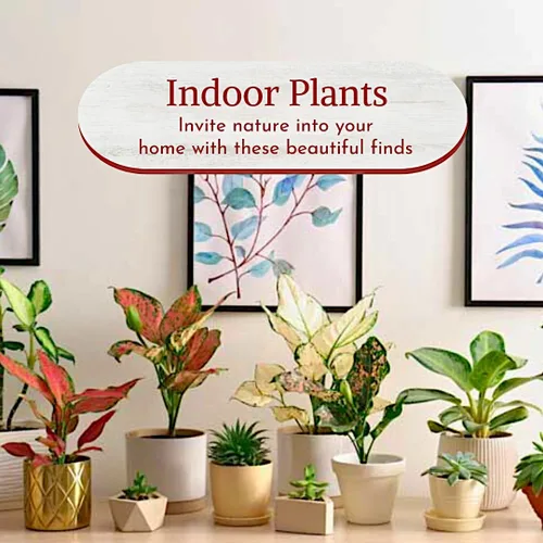 Miniatura 7 de Aglaonema - Colección de plantas vivas (paquete de 4) - Plantas de hoja perenne chinas en macetas de 2 pulgadas Plantas de interior de fácil