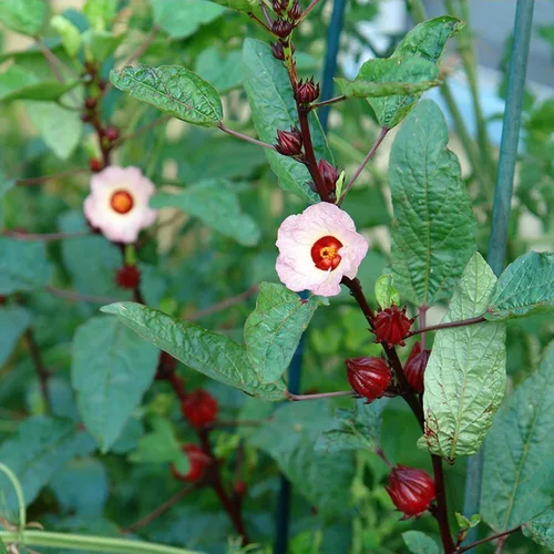 Miniatura 3 de Roselle Rojo (Hibiscus sabdariffa) - Paquete de 50 Semillas