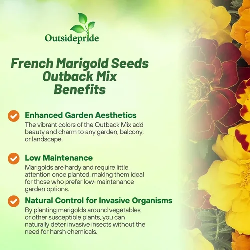 Miniatura 3 de Outsidepride 250 semillas anuales Tagetes Patula Outback French Marigold Garden Flower Seed Mix para plantar French Outback Mix