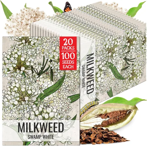 Miniatura 20 de Seed Needs Semillas de algodoncillo naranja para plantar malezas de mariposa, semillas de flores perennes sin tratar para cultivar un jardín