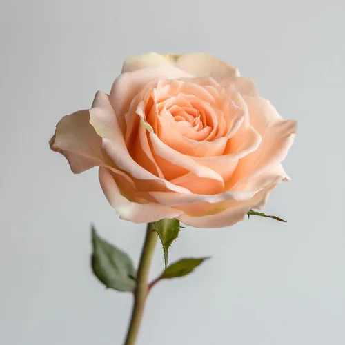Miniatura 4 de GlobalRose Ramo de 100 Rosas Melocotón - Rosas de Origen Responsable Flores Frescas - Ramo Fresco de Flores Seleccionadas a Mano para Graduación