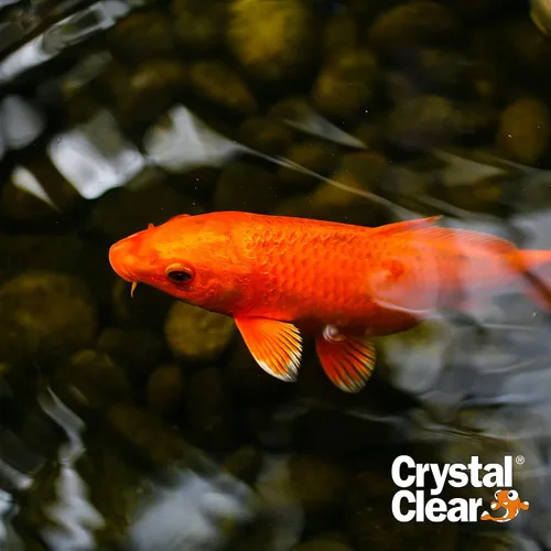 Miniatura 6 de CrystalClear Algae D-Solv - Alguicida de acción rápida registrado por la EPA, control de algas para fuentes y estanques al aire libre con koi