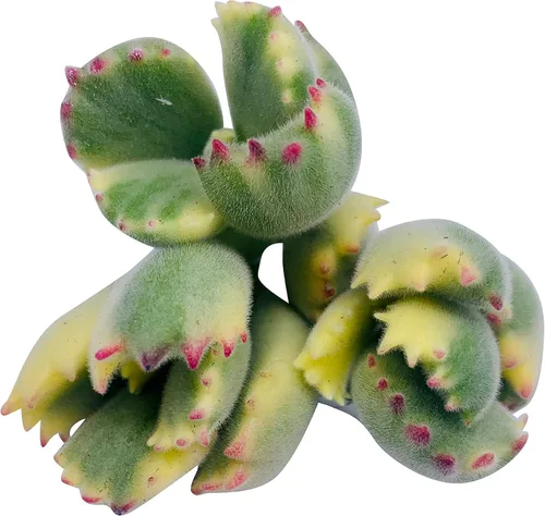 Miniatura 25 de Tallos de Suculentas Vivas (3 Sedum Morganianum Colas de Burro), Plantas Suculentas Vivas, Planta Suculenta SIN Raíces, Plantas de Casa Vivas