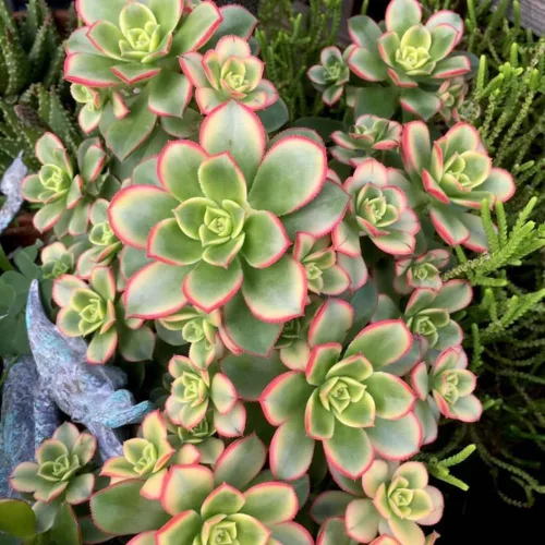 Miniatura 5 de Aeonium Planta Viva, Suculentas Raras de Aeonium para Plantas de Interior en Maceta de 4 Pulgadas, Suculentas para Decoración de Oficina en Casa