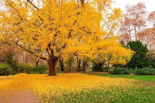 Miniatura 3 de 10 semillas de hierba de fruta de naranja de otoño de Ginkgo BILOBA árbol de culantrillo amarillo