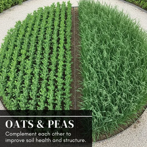 Miniatura 6 de Parcelas de comida para ciervos – Guisantes y avena cubren semillas de cultivo – Crecimiento rápido, uso en primavera u otoño (8 libras)