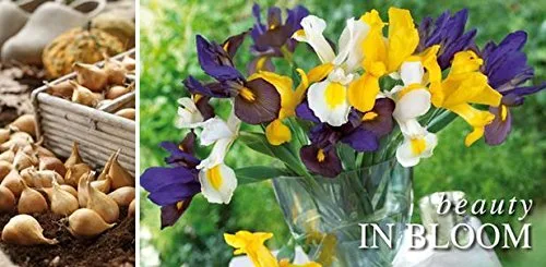Miniatura 2 de Iris holandés mezclado 12 bombillas (Iris hollandica)